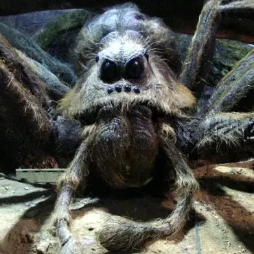 Aragog, giant spider from Harry Potter