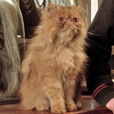 Crookshanks, Hermione's pet cat in Harry Potter