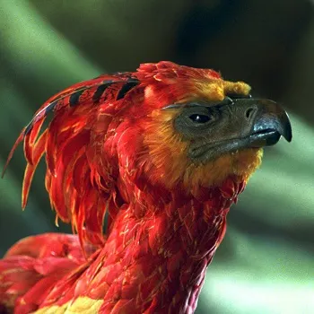 Fawkes, Phoenix in Harry Potter