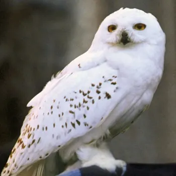 Hedwig, Harry Potter's pet own