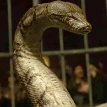 Nagini, Lord Voldermort's giant pet snake