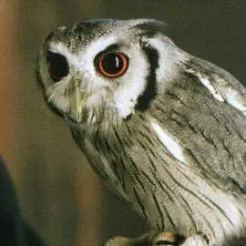 Pigwidgeon, a tiny mischievous owl belonging to Ron Weasley