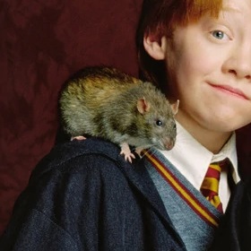 Scabbers, Ron Weasley's pet rat in Harry Potter