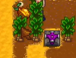 Harvesting Crops on Ginger Island Stardew Valley