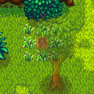 Mysterious Mahogony tree site Stardew Valley