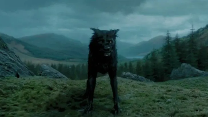 Padfoot in Harry Potter - Sirius Black Animagus
