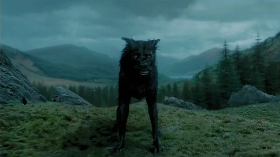 Padfoot in Harry Potter - Sirius Black Animagus