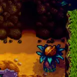 Two walnut plants south of Volcano Stardew Valley