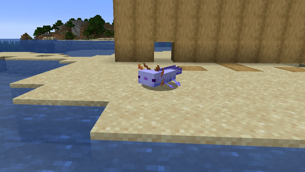 A Blue Axolotl crawling on blocks of Sand